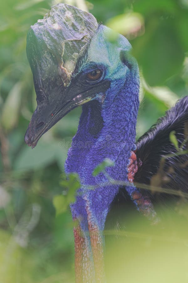 Southern cassowary vertical head portrait camouflaged royalty free stock photo