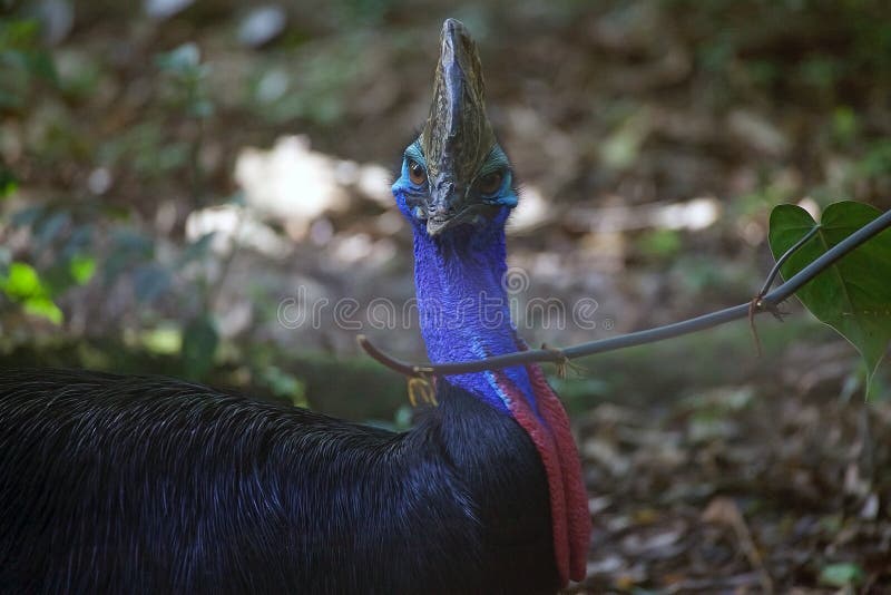 The southern cassowary Casuarius casuarius stock image