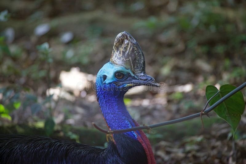The southern cassowary Casuarius casuarius royalty free stock images