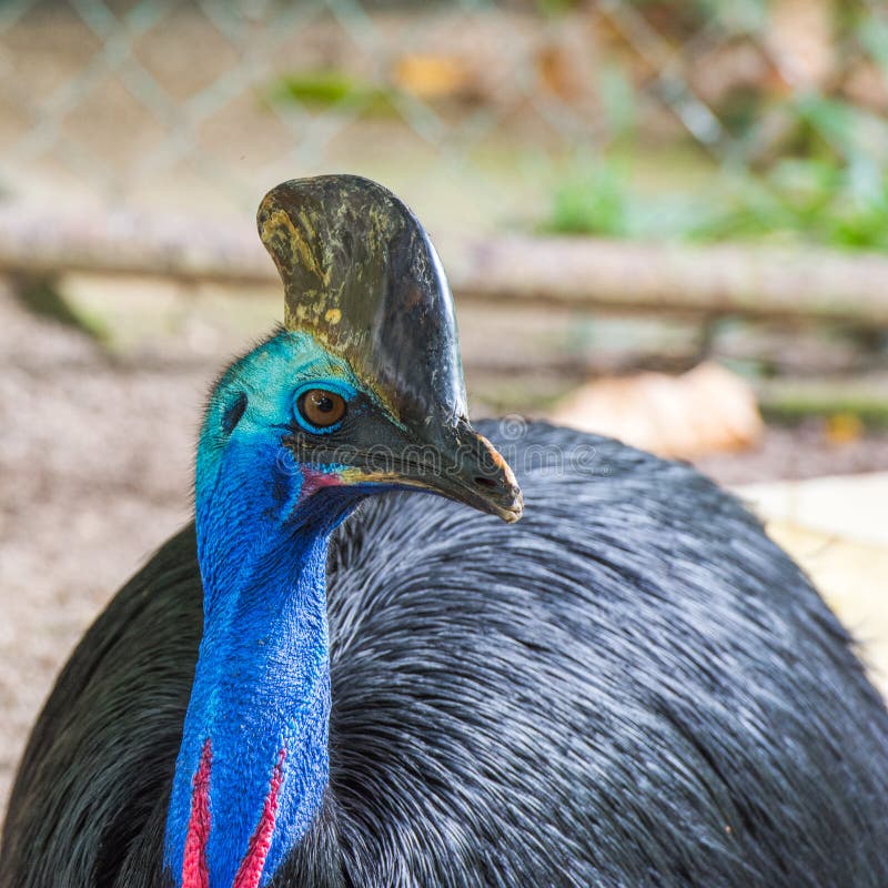 Southern cassowary closeup portrait stock photo