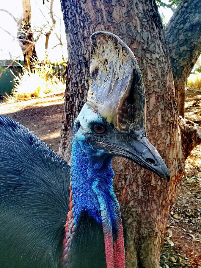 Southern Cassowary @ Featherdale wild park stock photo