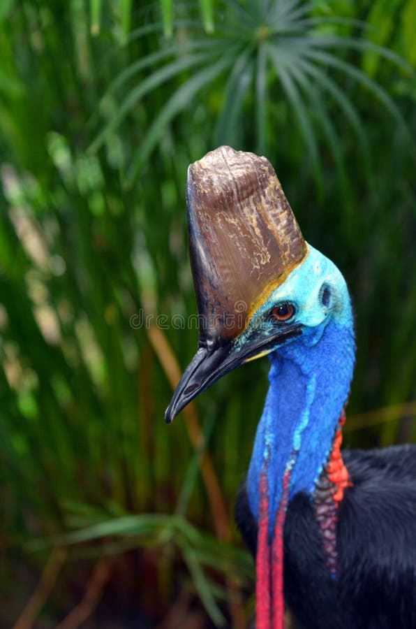 Southern cassowary head against tropical foliage background royalty free stock image