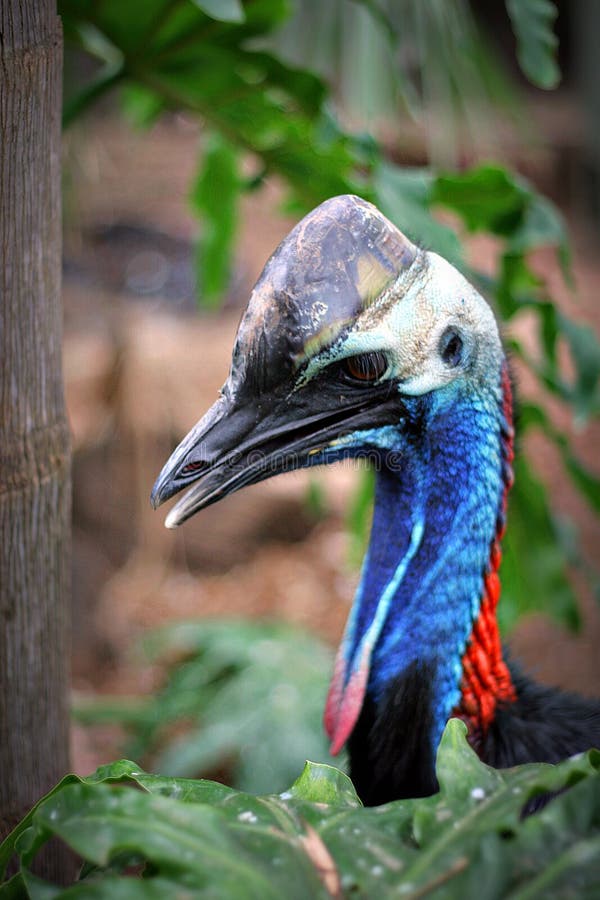 Southern Cassowary IMG_0058 royalty free stock image