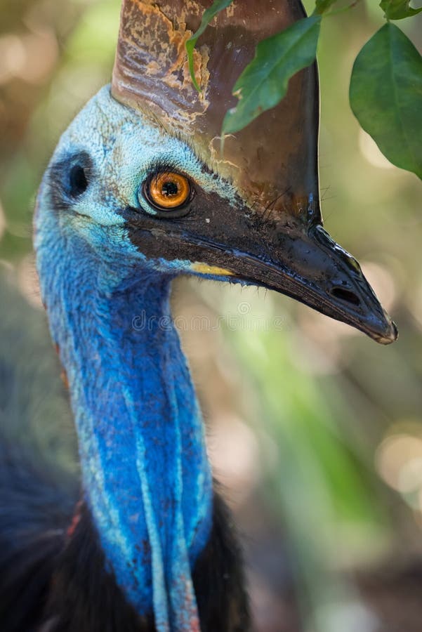 Southern Cassowary Portrait royalty free stock images