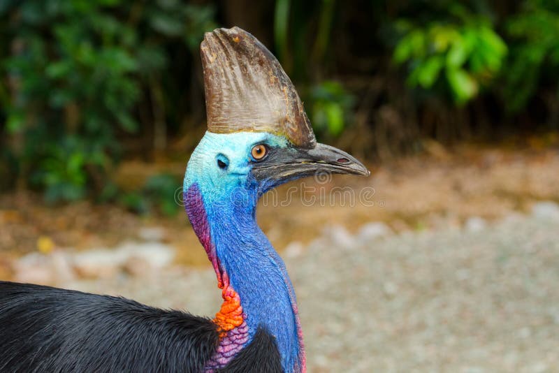 Southern Cassowary - Queensland, Australia royalty free stock photography
