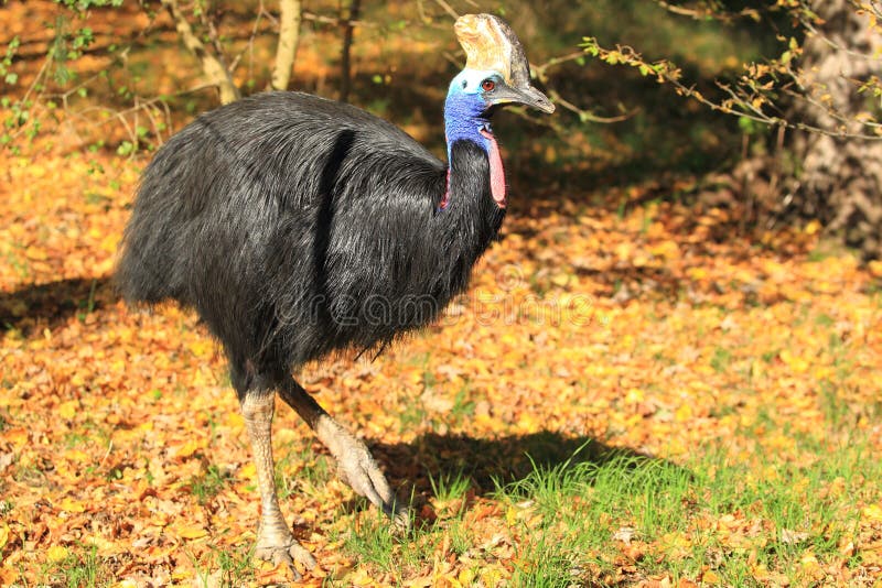 Southern cassowary royalty free stock images