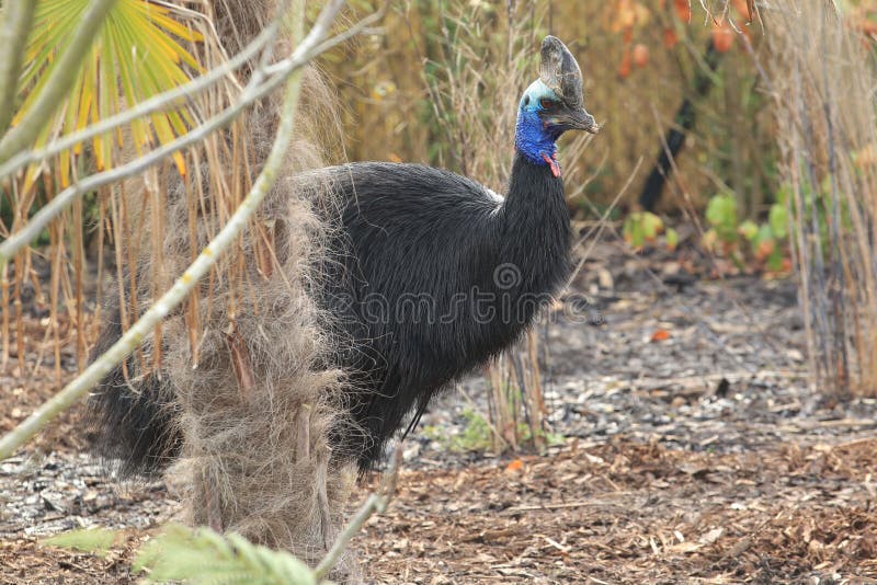 Southern cassowary stock images