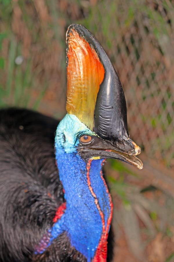 Southern Cassowary with vivid blue and red neck and striking helmeted crest royalty free stock images
