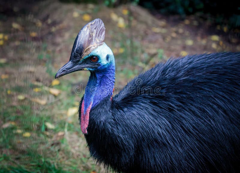 Southern cassowary in a zoo stock image