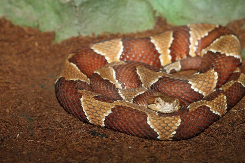 Southern copperhead stock photo Southern copperhead stock photo