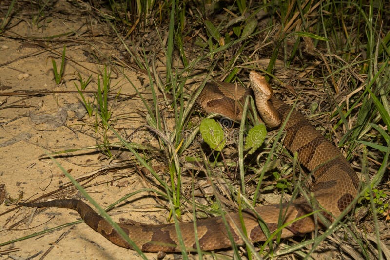 Copperhead Snake (Agkistrodon Contortrix) Stock Image Image of leaf