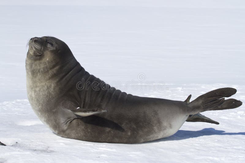 Southern elephant calf who basked in the spring sun in the morning of the Antarctic