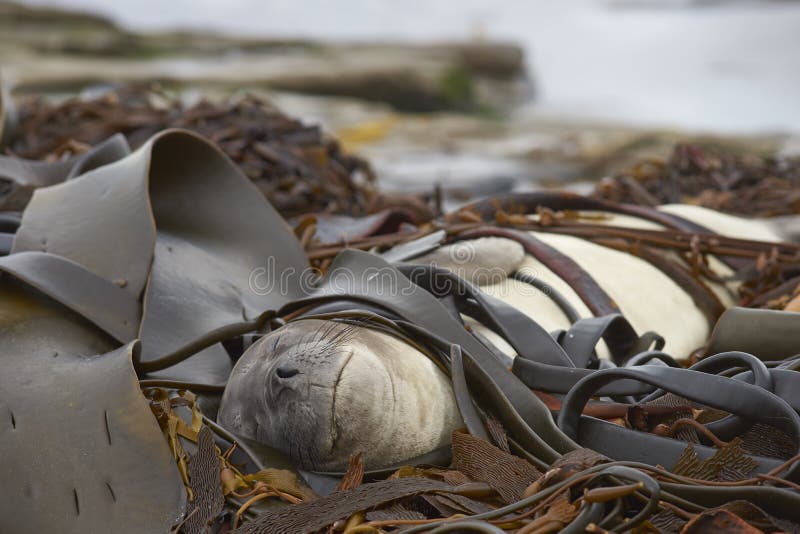 Southern Elephant Seal on a bed of kelp
