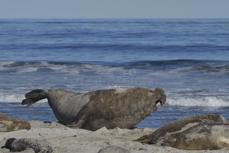 Southern Elephant Seal in the Falkland Islands