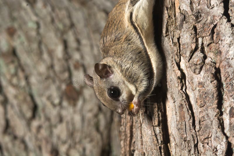 Southern Flying Squirrel stock photo. Image of rodent 43217018