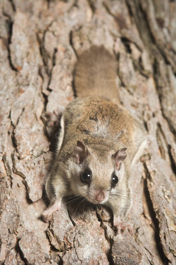 Southern Flying Squirrel stock photo. Image of southern 43217000