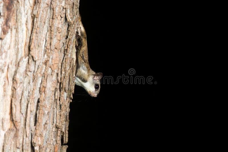 Northern Flying Squirrel at Night Stock Photo Image of flying, night