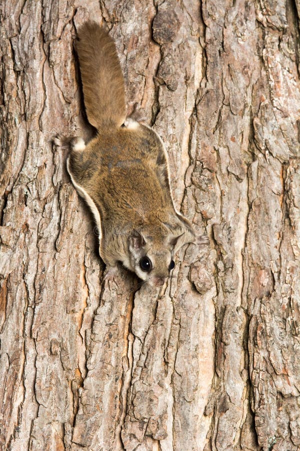 Southern Flying Squirrel stock photo. Image of rodent 43217018