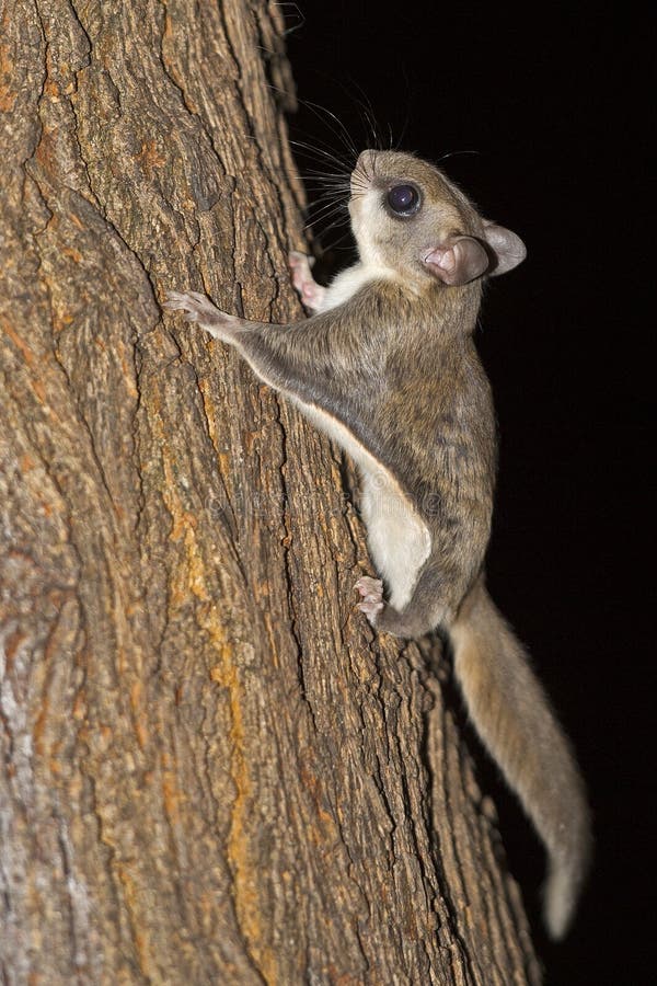 Southern Flying Squirrel