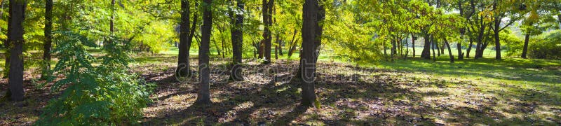 Southern forest with acacias