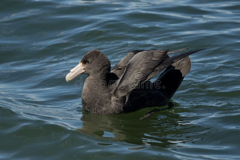 Southern giant petrel on the water of the Beagle Channel in Ushuaia, Tierra del Fuego