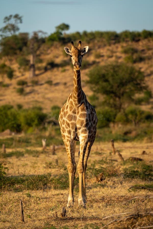 Southern Giraffe Stands Facing Camera in Savannah Stock Image Image