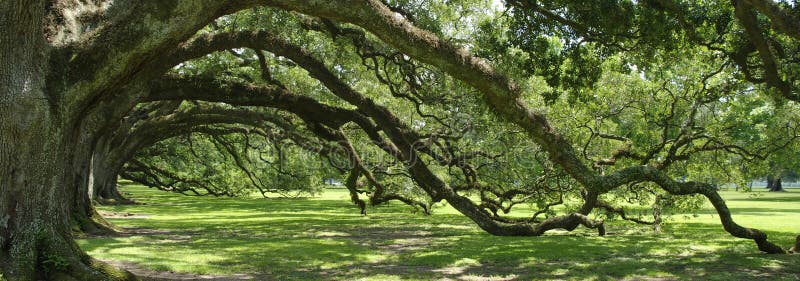 Branches of Southern Live Oak trees forming an arch. Branches of Southern Live Oak trees forming an arch