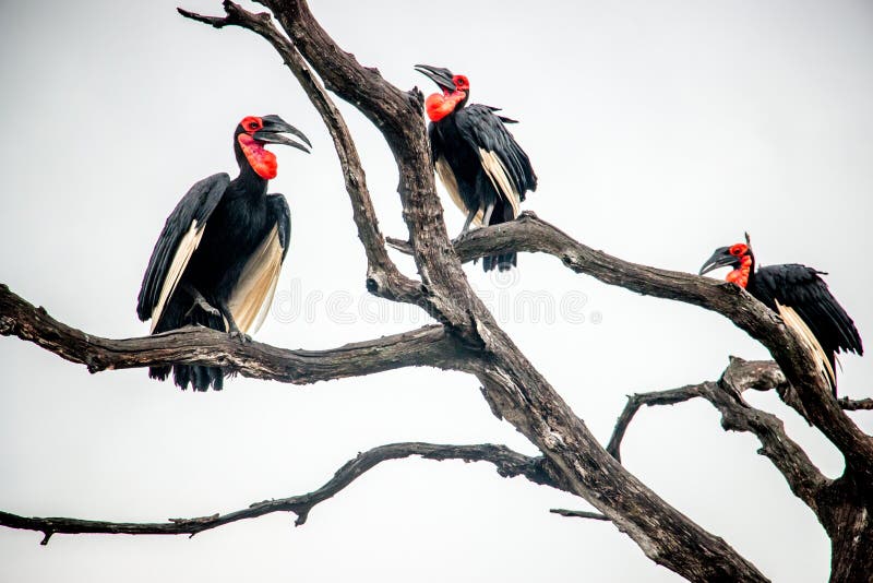 Southern ground hornbill in the Kruger National Park, South Africa. Southern ground hornbill resting in a tree in the Kruger National Park, South Africa stock images Southern ground hornbill in the Kruger National Park, South Africa. Southern ground hornbill resting in a tree in the Kruger National Park, South Africa stock images