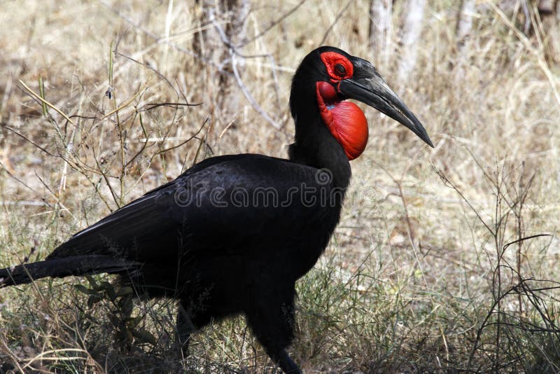 Southern Ground Hornbill - Namibia