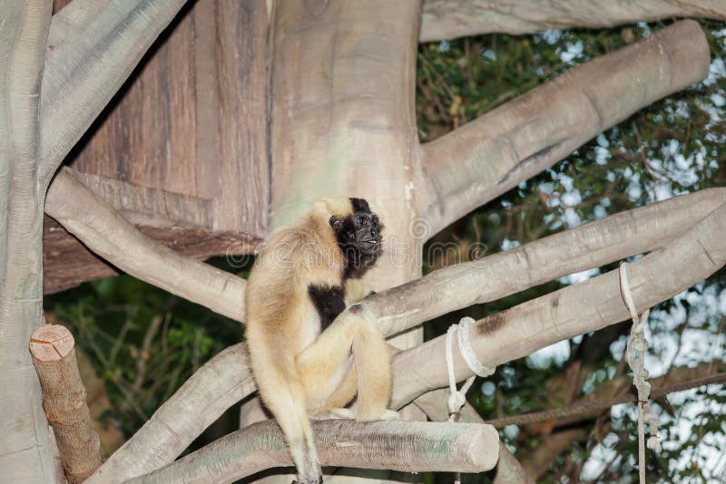 Southern Hanuman - langur (Semnopithecus Priam). Semnopithecus hypoleucos stock images, royalty-free photos and pictures