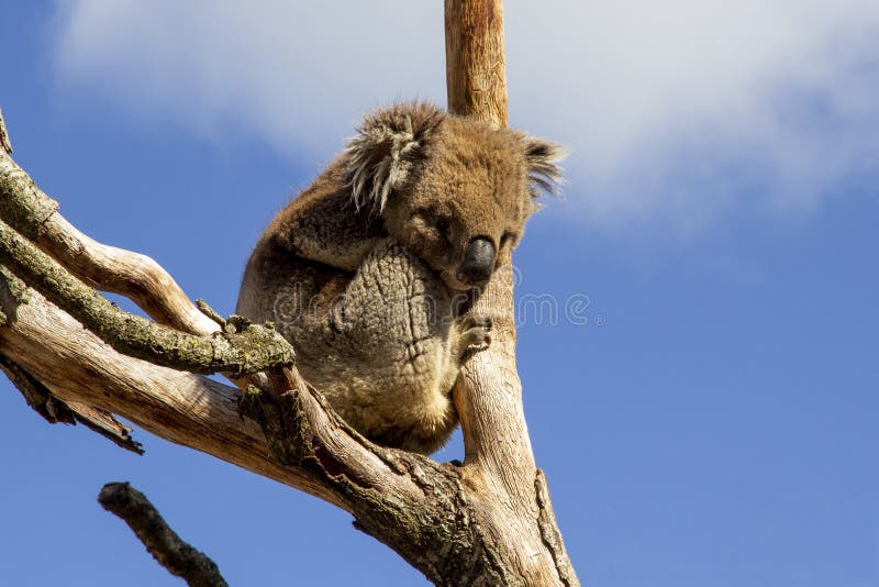 Koala Hanging Onto Eucalyptus Tree Stock Photos Free & RoyaltyFree