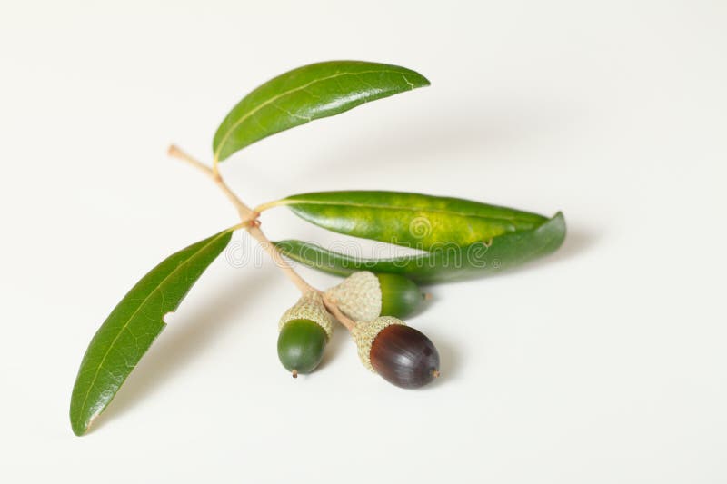 A branch of southern live oak with green and black acorns. A branch of southern live oak with green and black acorns