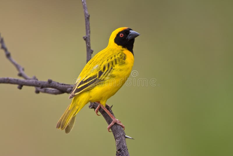 1,185 Masked Weaver Stock - & Royalty-Free Stock Photos from Dreamstime