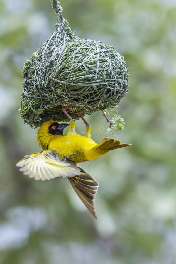 Southern Masked-Weaver in Kruger National park, South Africa