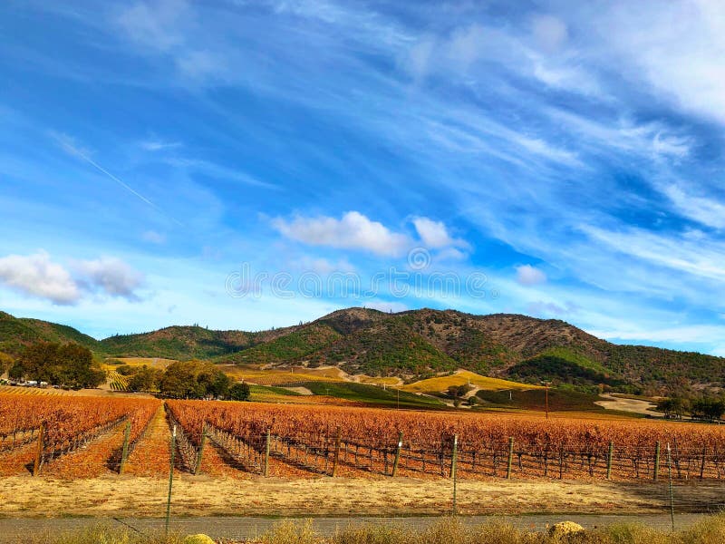 Southern Oregon Vineyard in Autumn royalty free stock photography