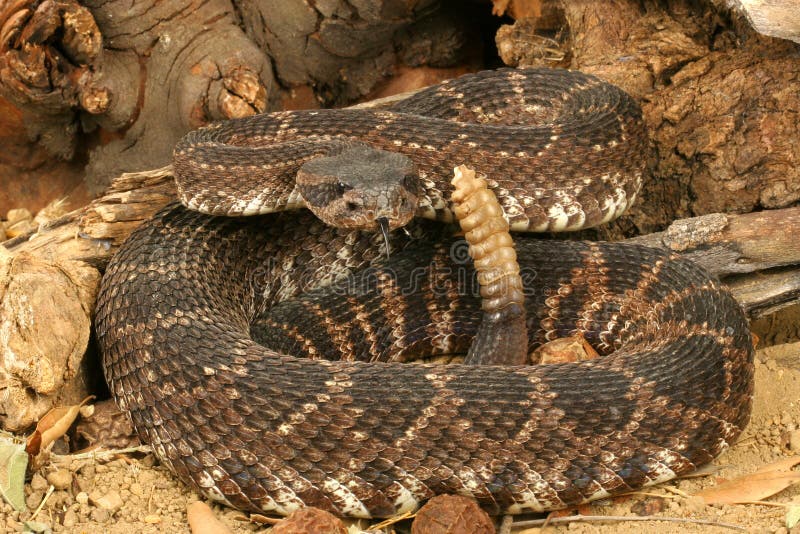 Southern Pacific Rattlesnake stock image