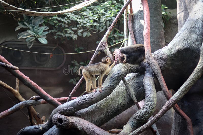 Southern pig-tailed macaque cub tries to deworm an older mate in the family. The lively Macaca nemestrina tries to wake his mother