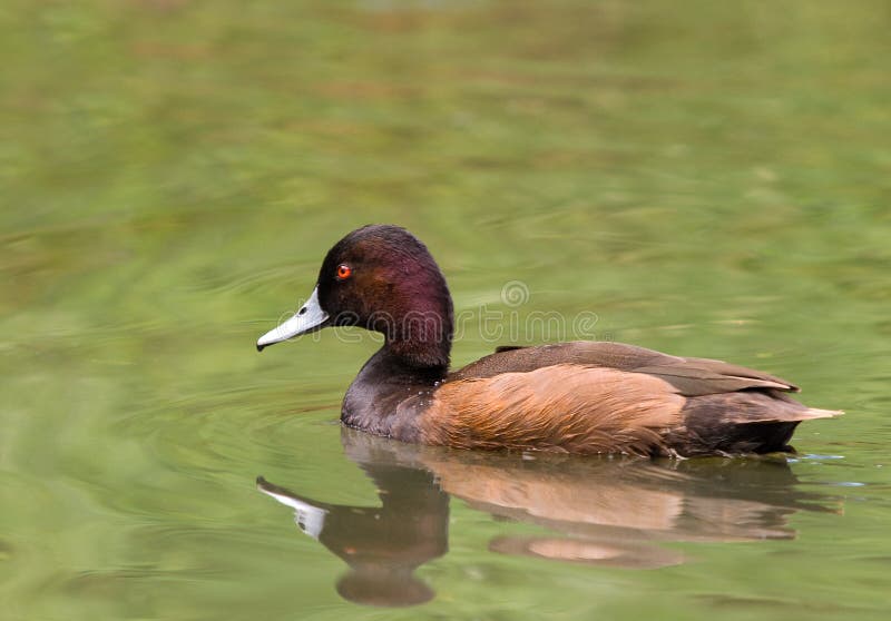 Southern Pochard