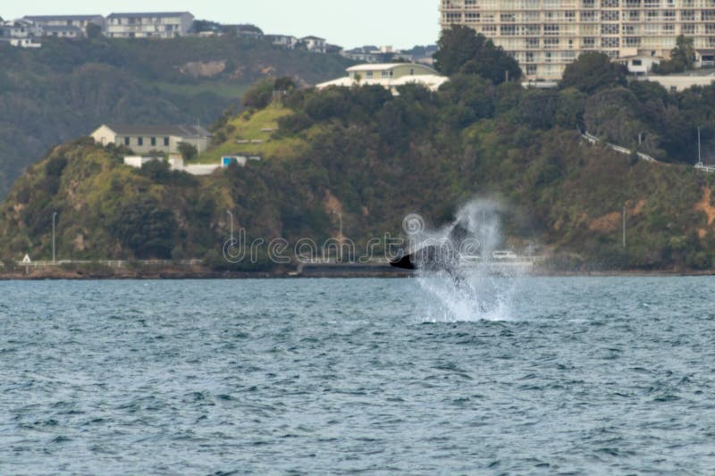 Southern Right Whale Causing A Splash, Wellington New Zealand