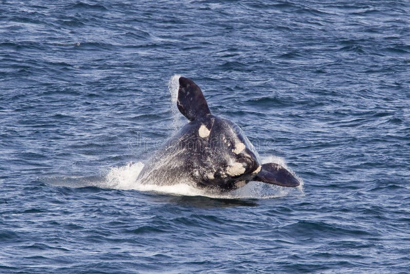 Southern Right Whale Breaching Stock Image Image of body, life 35949085