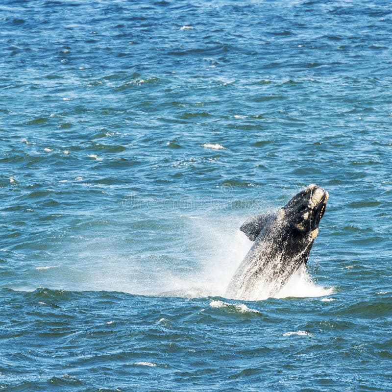 Southern Right Whale Breaching Stock Image Image of jump, cape 80677639