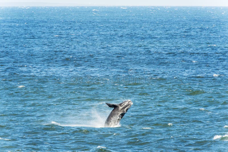 Southern Right Whale Breaching Stock Image Image of jump, cape 80677639