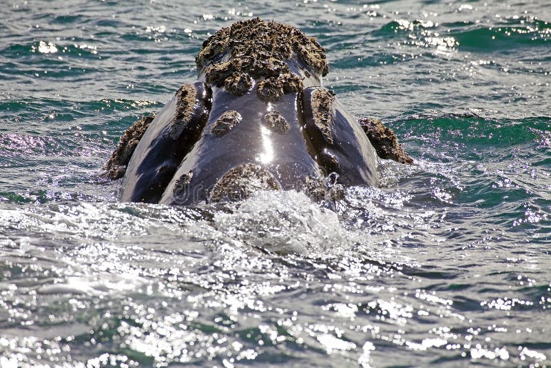 Southern right whale at Puerto Piramides in Valdes Peninsula, Atlantic Ocean, Argentina