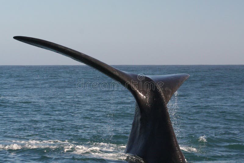 Southern right whale tail 2