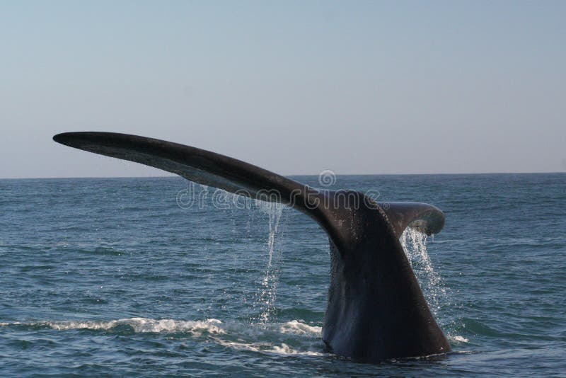 Southern right whale tail