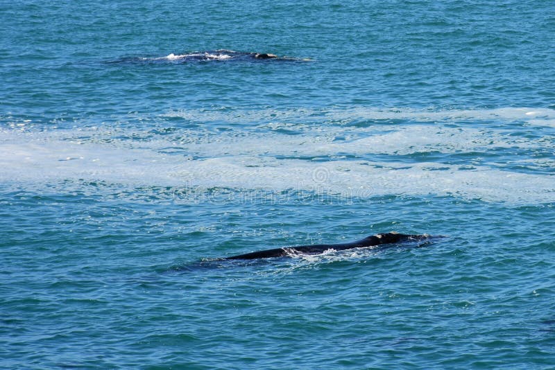 Southern Right Whales, Hermanus, South Africa. Southern Right Whales off Hermanus, South Africa. The southern right whale is a baleen whale, one of three species stock image Southern Right Whales, Hermanus, South Africa. Southern Right Whales off Hermanus, South Africa. The southern right whale is a baleen whale, one of three species stock image