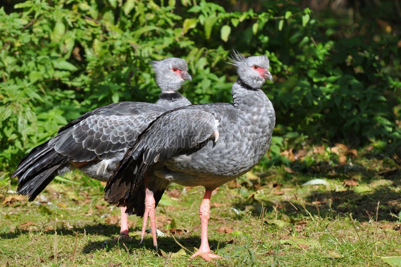 Southern Screamer