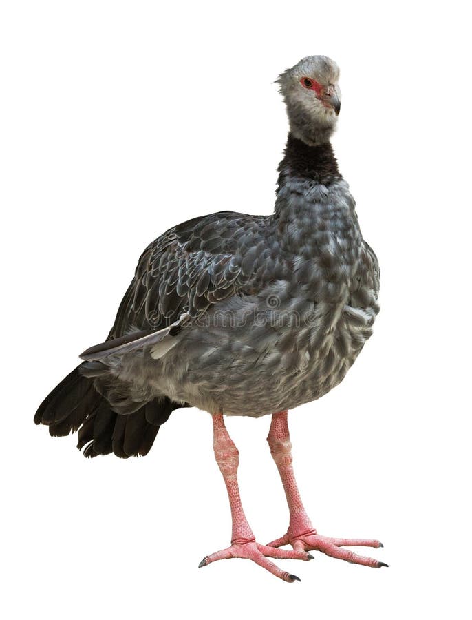 Southern screamer