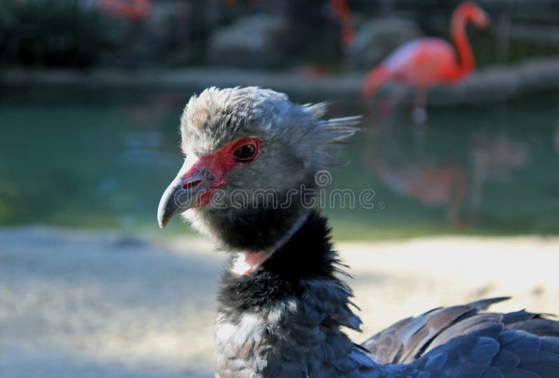 Southern screamerï¼Œ crested screamer, Chauna torquata