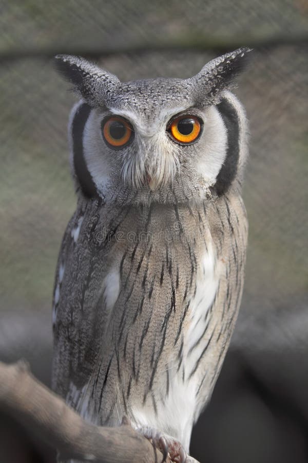 Southern white-faced owl royalty free stock images
